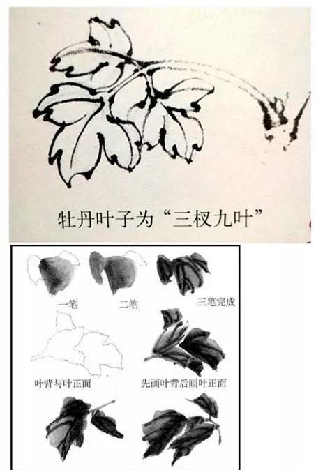 牡丹花畫法|國畫學習系列（六）1「花鳥國畫」之「牡丹畫法」